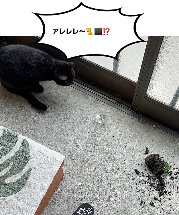 ソックスちゃん大晦日に落とした〜🐈‍⬛💨🙀