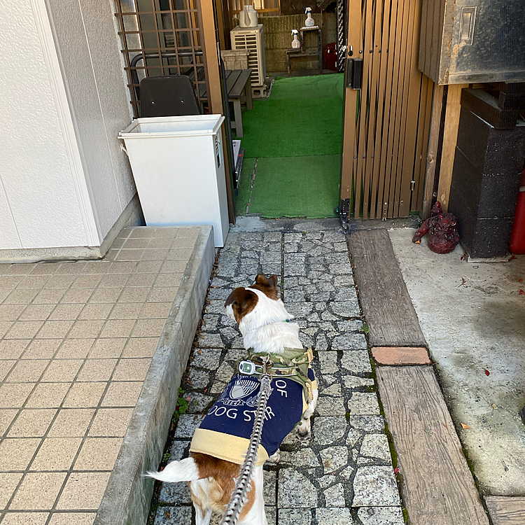 今年最後のお散歩です。