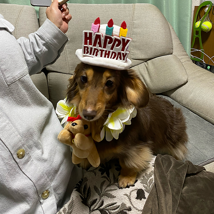 本日12月31日はよもぎ5歳のバースデー😄