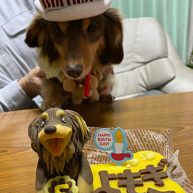 犬用ケーキを準備して…