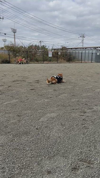 一緒に走りたくて猛ダッシュ💨していくのにワン！！しちゃうので嫌われる…といういつものパターン😅