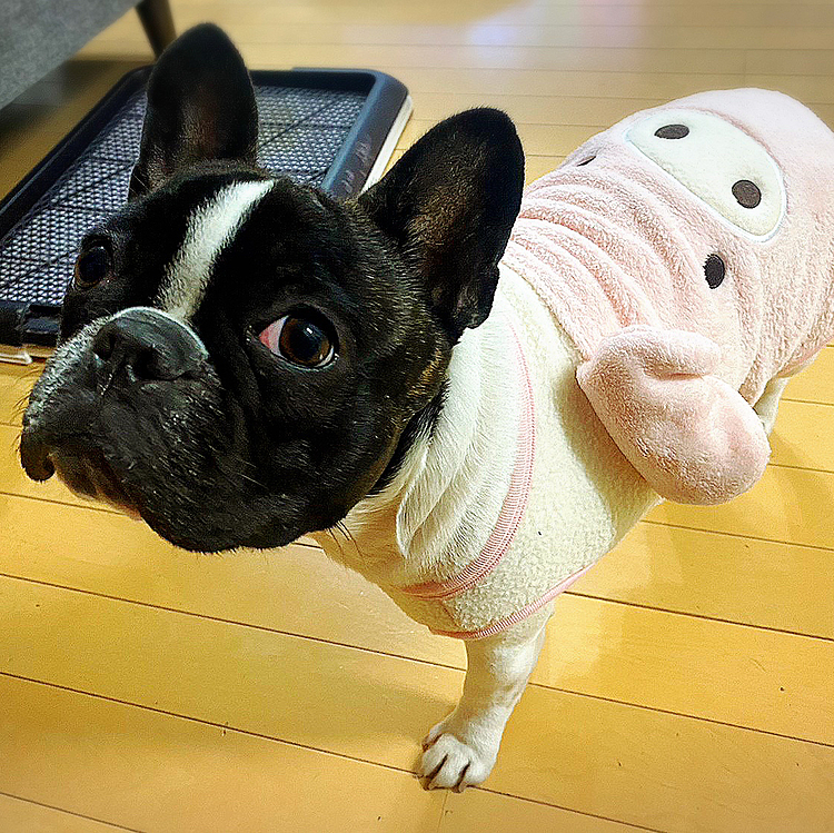 今年もよろしくお願い致します🐷