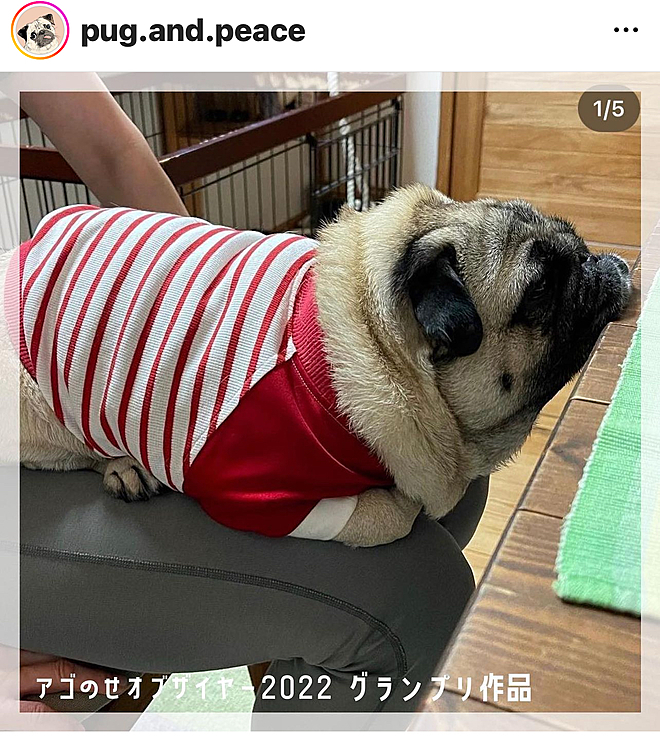明けましておめでとう🎍
今年も宜しくお願いします😊
新年早々うれしいご報告🎊
大晦日の夜ししまる家に飛び込んできたビッグニュース💌
なんとインスタでパグ用品ショップ　pug.and.peaceさん主催の『アゴのせオブザイヤー2022』グランプリいただきました
ママさんの膝の上で全然くつろげないポーズで頑張った姿を評価いただきました🎉㊗️🎈☺️
