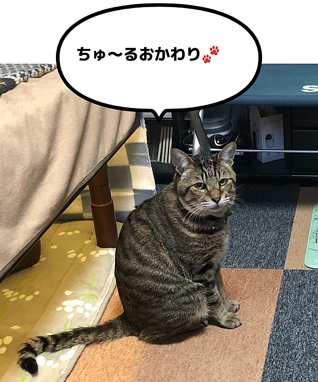 去勢手術後、食欲が増したきーちゃん😆