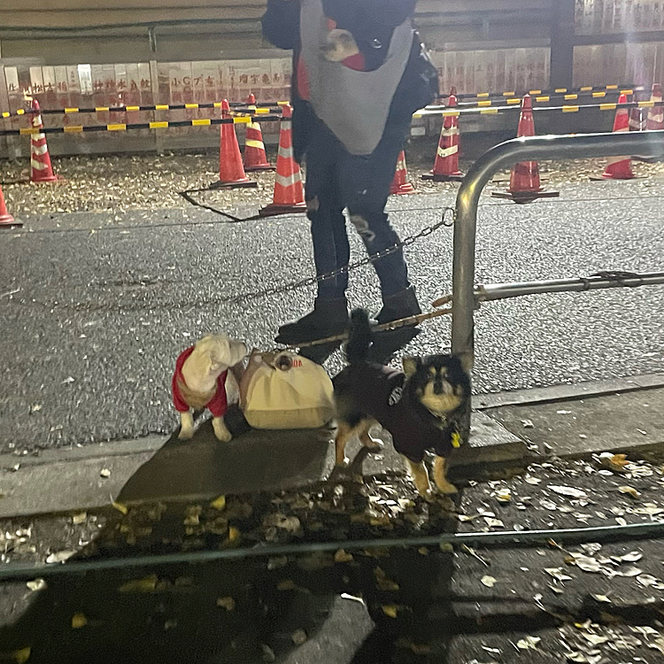 
無事両親と共に家に入れる事が出来ました🔆

⬆️の写真は昨晩の神社での様子🐯🐶🐶

飼い主たちは年越しそばですよ🍜


今年も1年、皆様よろしくお願い致します🌟

