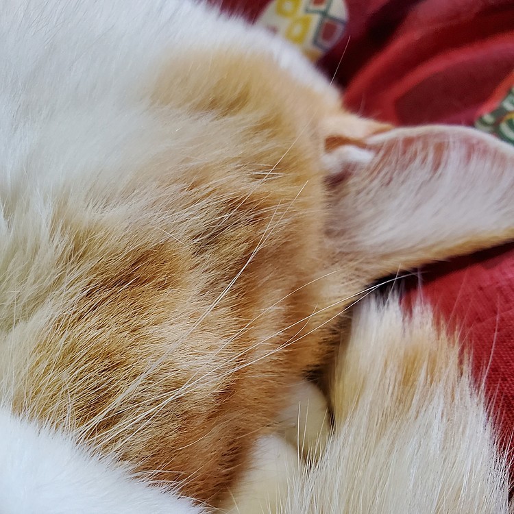 あたま隠して
ヒゲ隠さず😺