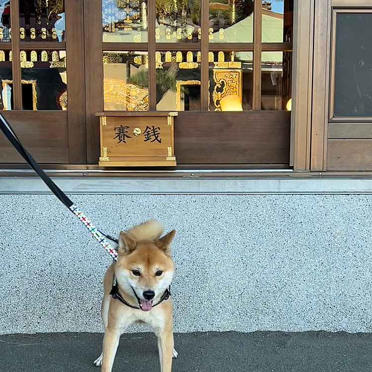 2023.01.01（日）
🎍あけましておめでとうございます🎍
近所の神社に櫂と初詣。
戸が開いていて御神輿が見えたので写真撮ってみました😄