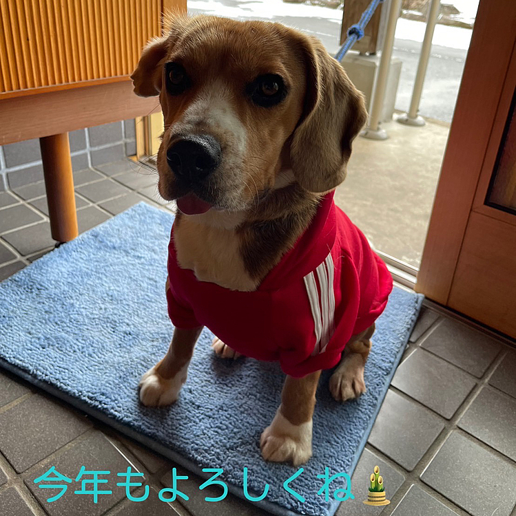 2023.1.1(日)
🎍明けましておめでとうございます🎍
今年もよろしくお願いします🐶🐶🥰
