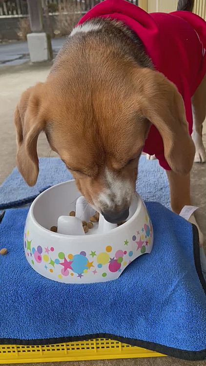 今年もいっぱい食べるぞ〜🐶🍚🍪🍭
