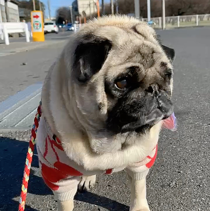 とうちゃんの実家へ年始挨拶行ってきました🎍
実家の周りをお散歩しました🐶