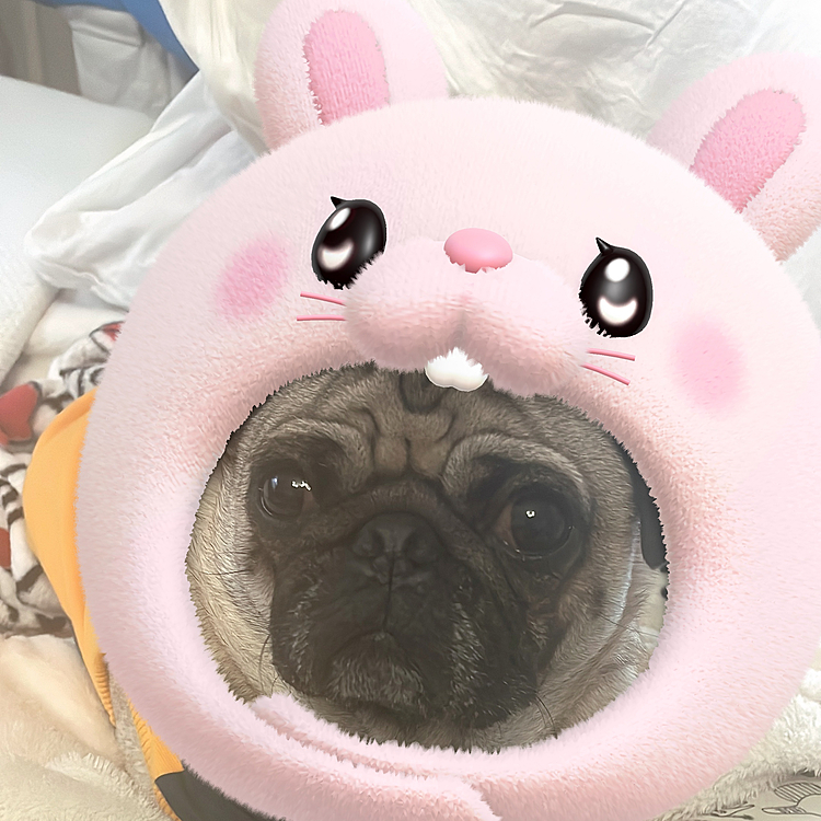 🐰🤍🐶