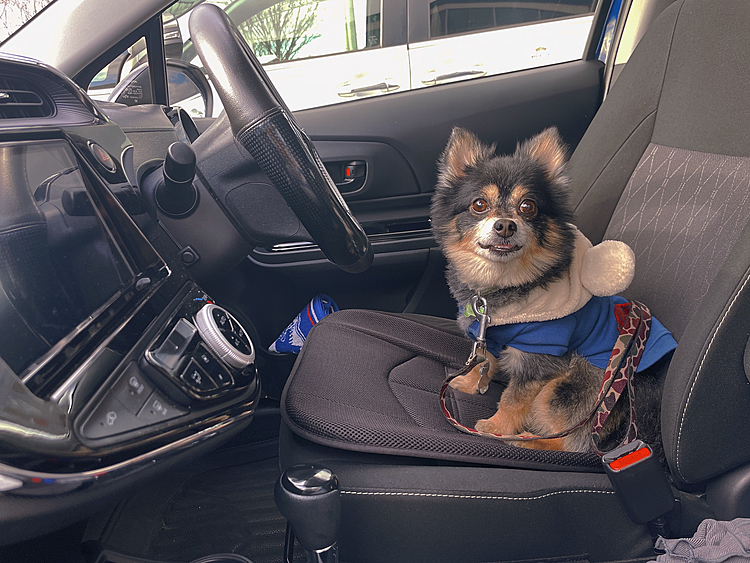 とらくんの好きなブーブ🚗💨

「ぼくがうんてんする」と言わんばかりの顔😂
今日は家族でお墓参りです😊🔆

