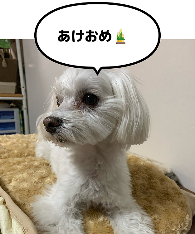 遅ればせながら、
今年もよろしくお願いします😊
明日は初仕事💧‬
休みなんてあっという間でした。
今年も蘭丸共々絡んでください🥰