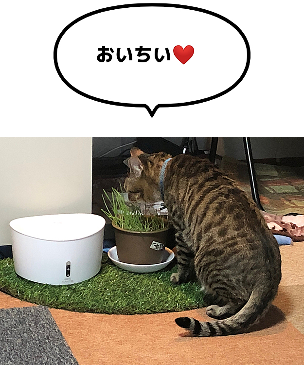 きーちゃん、サラダバー満喫ちゅう。