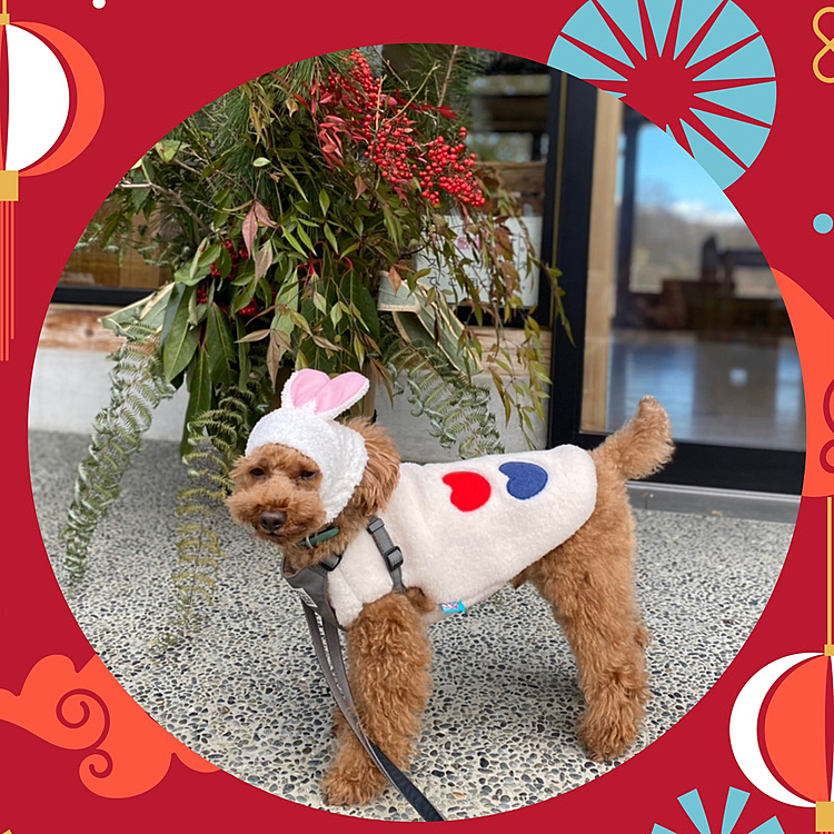 2023年もよろしくお願いします🐶