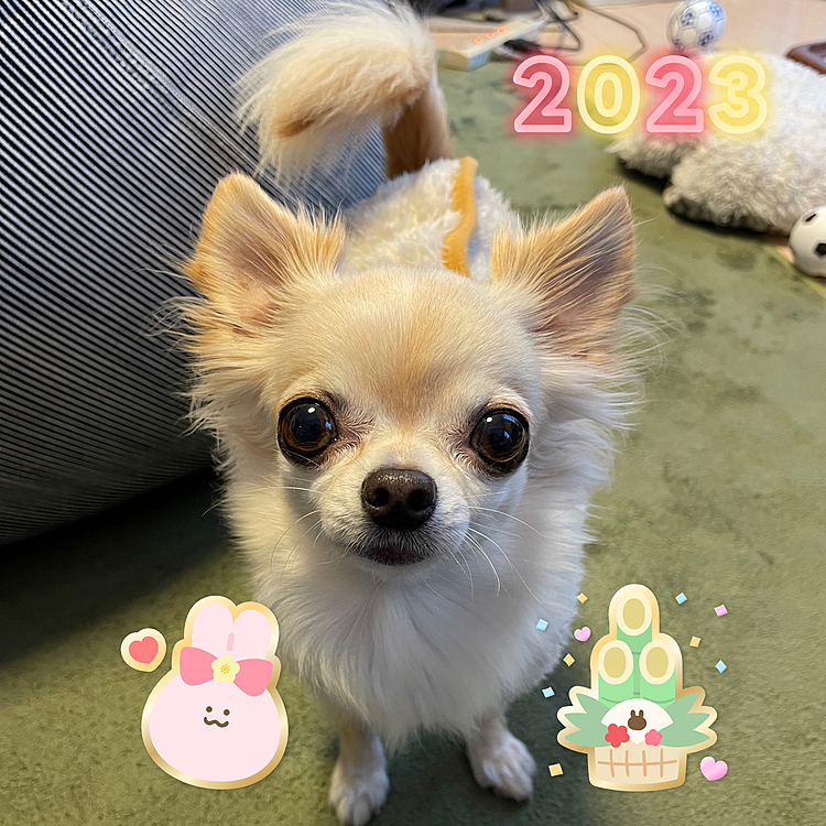 2023.1.3(火)
明けましておめでとうございます
今年もくう共々よろしくお願いいたします🎍

1日2日は仕事でバタバタしていたので新年のご挨拶が遅くなってしまいました💦