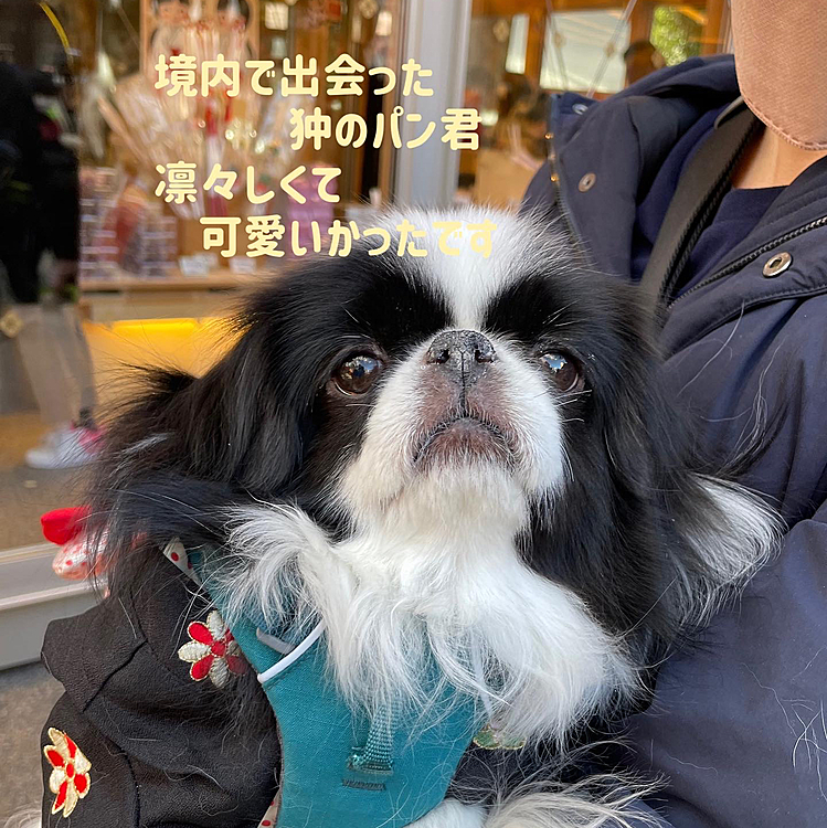 ペットOKの神社⛩
たくさんワンコがお参りしていました🐶
珍しい狆の可愛らしいパンくんとご挨拶できました☺️