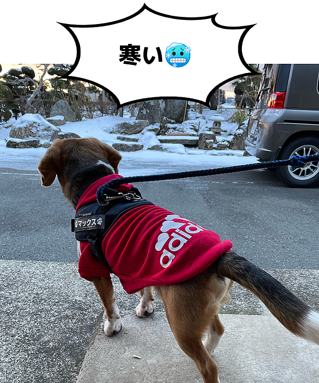 今朝、道路はツルツル
マックスはプルプル

寒かった❄️