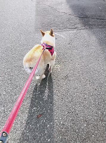 今年の年末年始は珍しく雪がありませんでした。
買い物するにも何するにも凄く楽でした😃
雪がなくても元気なまあるです🤣