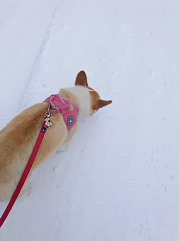 今日の夕方の散歩は。。雪。。あります。
氷食べてるし。。
1日で辺りは真っ白に変化してました。
雪があっても無くても、楽しんでるウチの甘えん坊将軍まある🤣