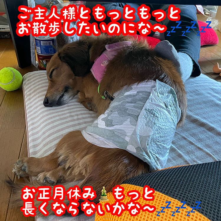 今日で自分もお正月休みが終わります💦
1週間毎日朝からいっぱい歩いたけど全然苦じゃなかったし､もっといっぱいお散歩したかったけど😭また頑張ってお仕事して､週末いっぱいお散歩しようね🤗💖明日から2日頑張ったらまた3連休だからね😊😊😊

＃ヘルニア犬＃リハビリ犬＃お散歩＃お昼寝犬