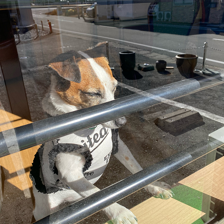 年末年始ず〜っと、いい天気で
眩しそうなタイガー🐯