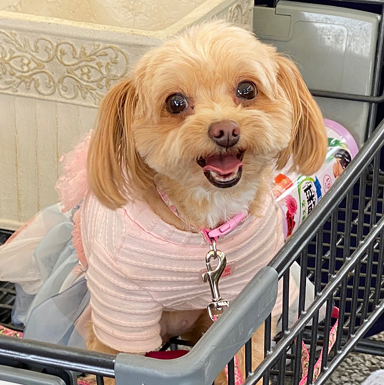 お買い物♪