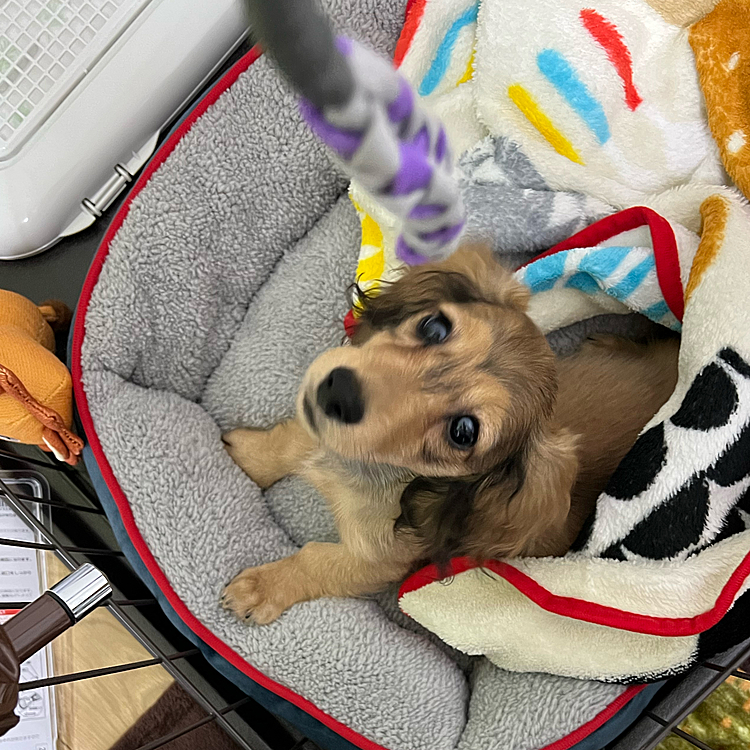はじめましての3ヶ月前🐶
犬がいる生活潤いすぎて幸せ💕