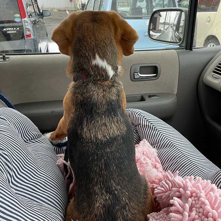 信号待ち🚥
車に乗ってる時は、ほぼこの状態🐶
人を見つけると時々吠える💢