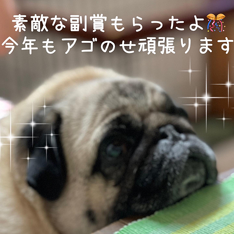 元日にご報告した『アゴのせオブザイヤー2022』グランプリの副賞が届きましたぷ