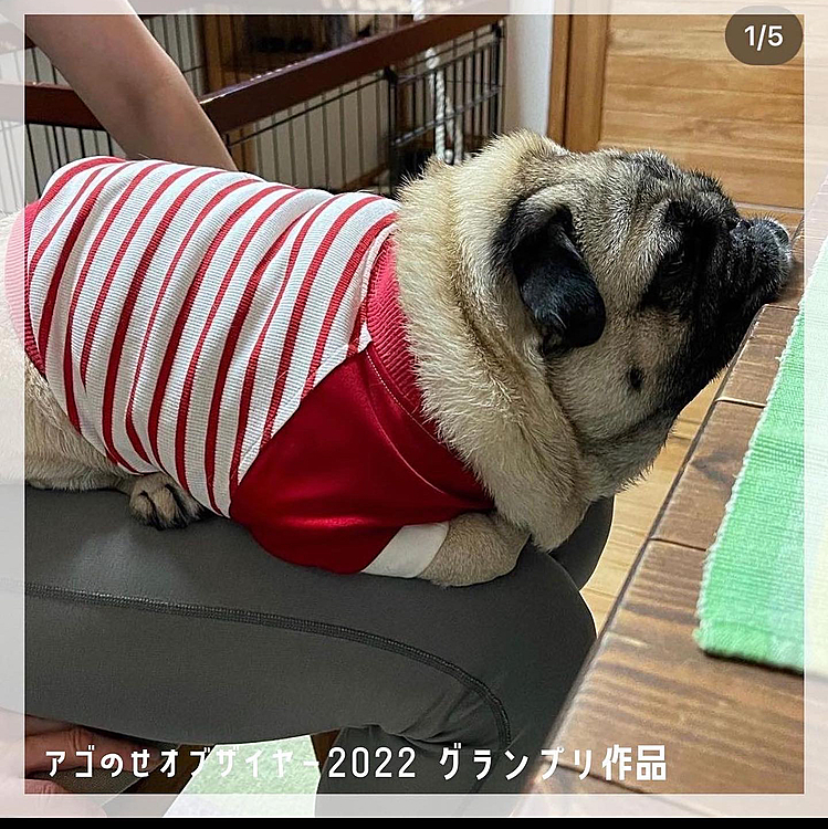 今年もアゴのせ頑張ります🐽