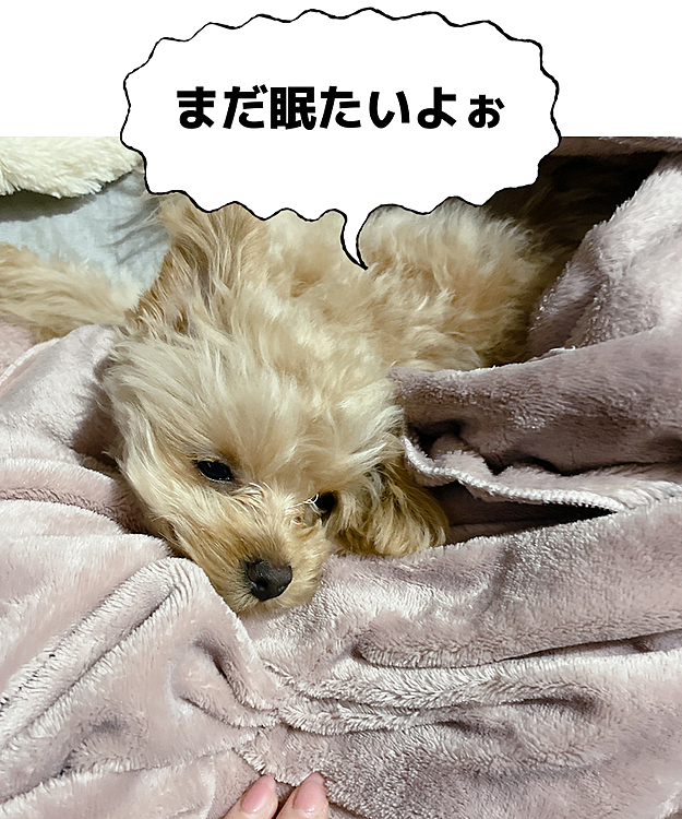 可愛いうちのぷったんをよろしくお願いします😊