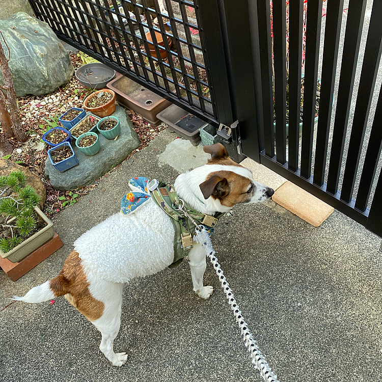 散歩に出る前