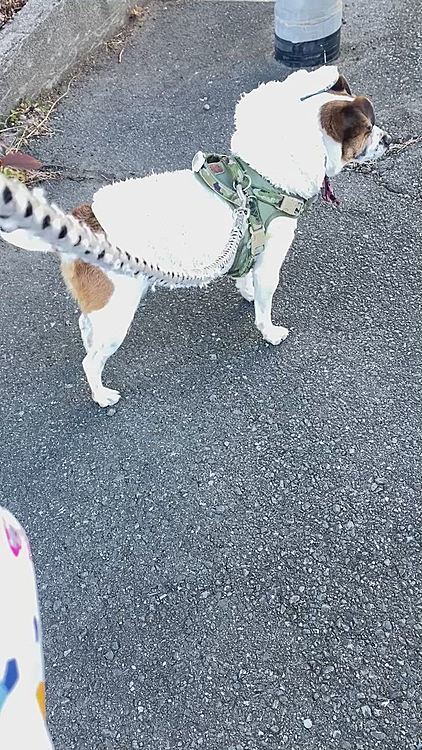 昨日より、うさぎのフードが、邪魔⁉️
