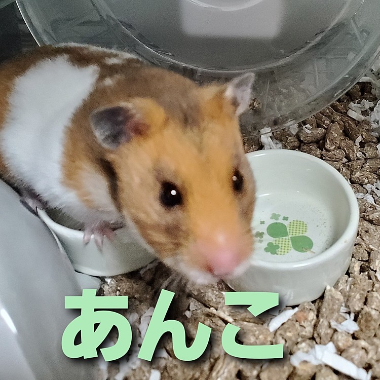 パワフルな女の子のあんこちゃん