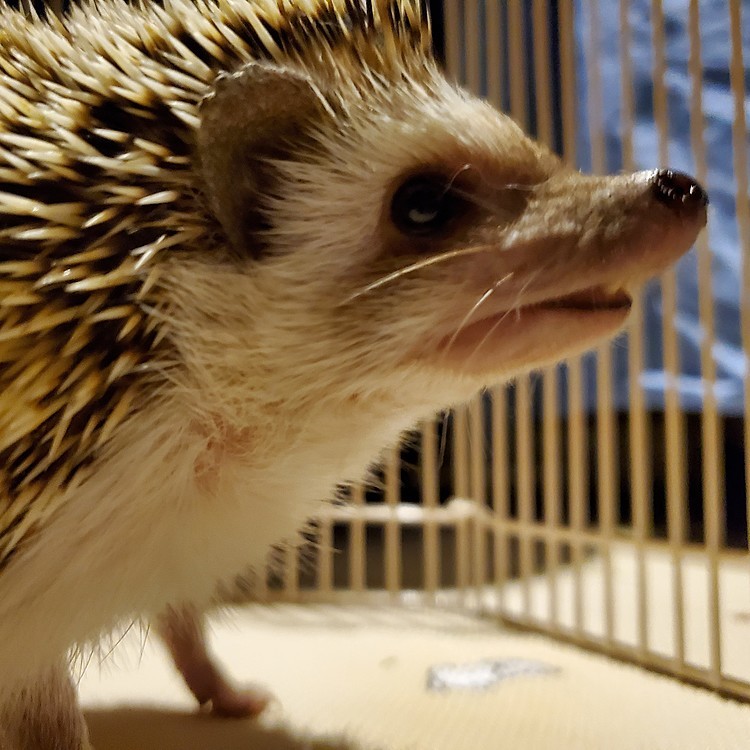 ひきこもりのウニちゃん。