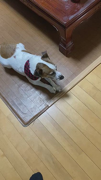 たまに、ガム、カミカミ