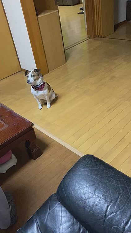 帰って来て、おやつ待ち