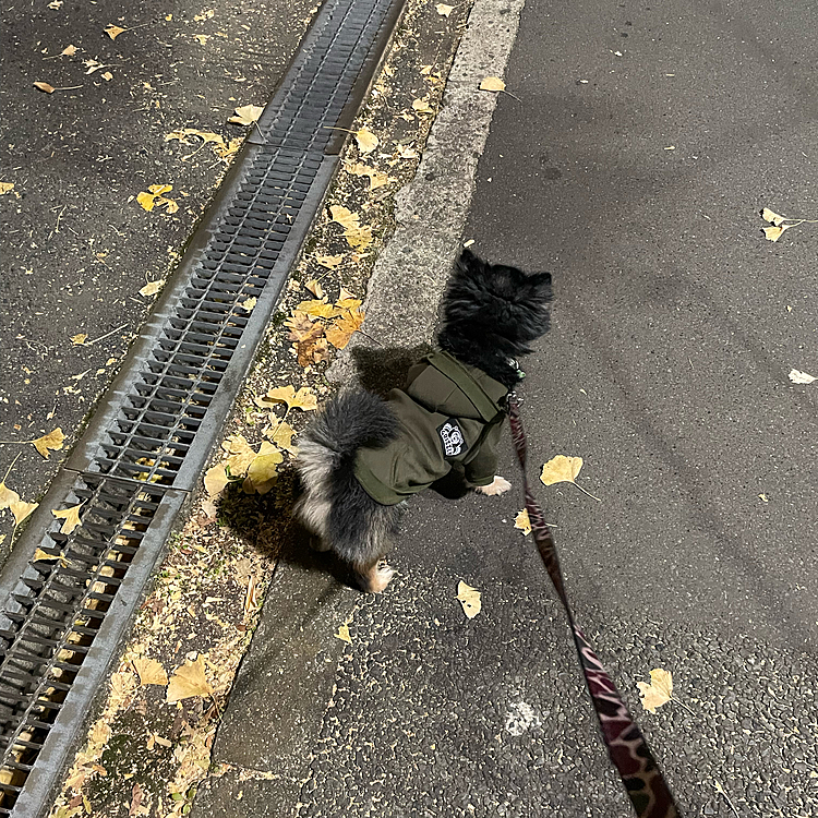 今日はおやすみ🎶
なので1時間弱のロング散歩へ🐾🌟

よく歩きました〜😊

