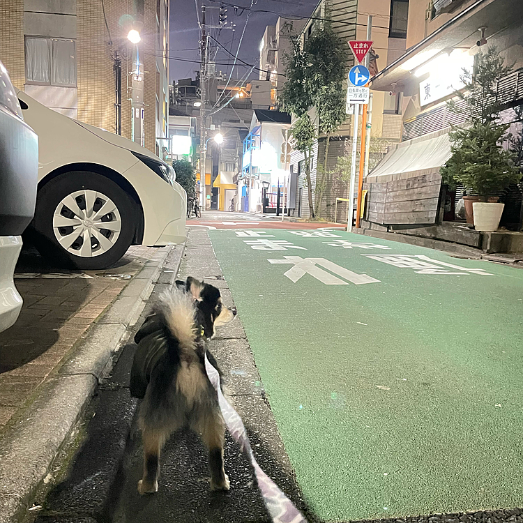 
まだまだ物足りなそうですが
飼い主のお腹が空いたので帰宅😂笑

とらくん、ごめんよ🙏

