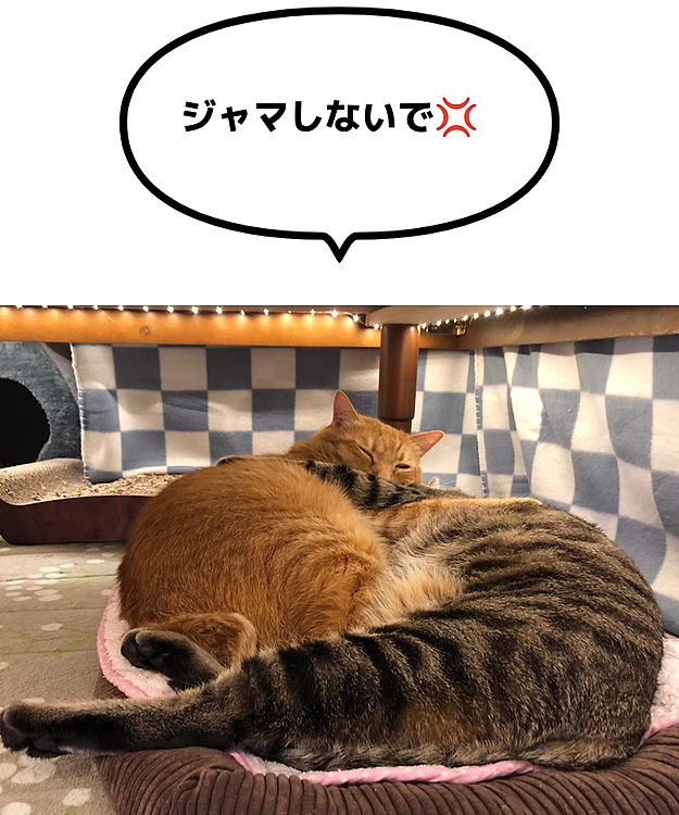 らぶらぶちゅうのところ、怒られました😔