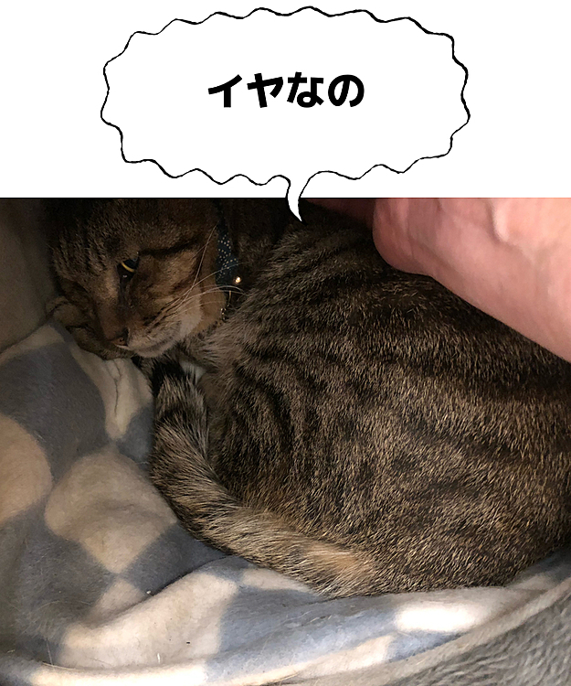 お湯で濡らしたガーゼでお顔を拭こうとしたら。