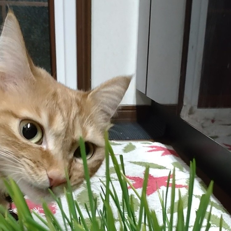 猫草大好き😋