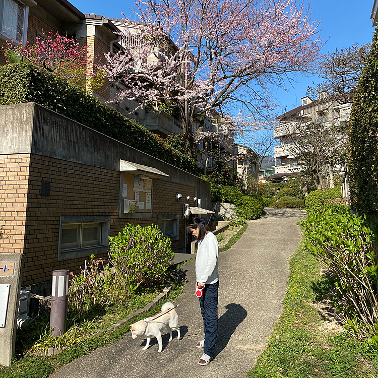我が家(マンション)のエントランスの桜もだいぶ咲いて🌸きました。朝のお散歩前に。