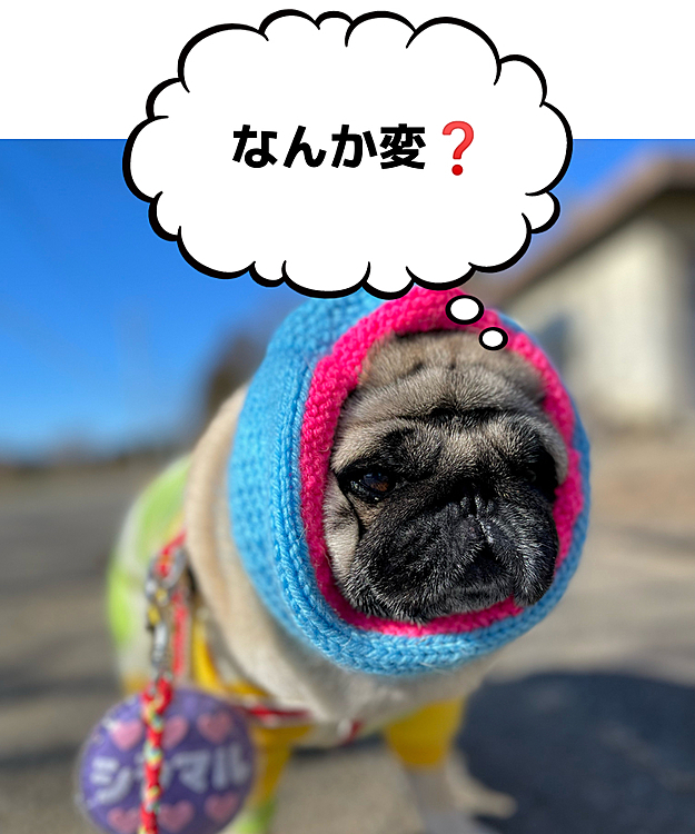 スヌードにご不満のししまる