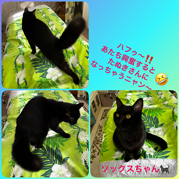 やっとソックスちゃんのたぬき尻尾撮れました🤣🐈‍⬛