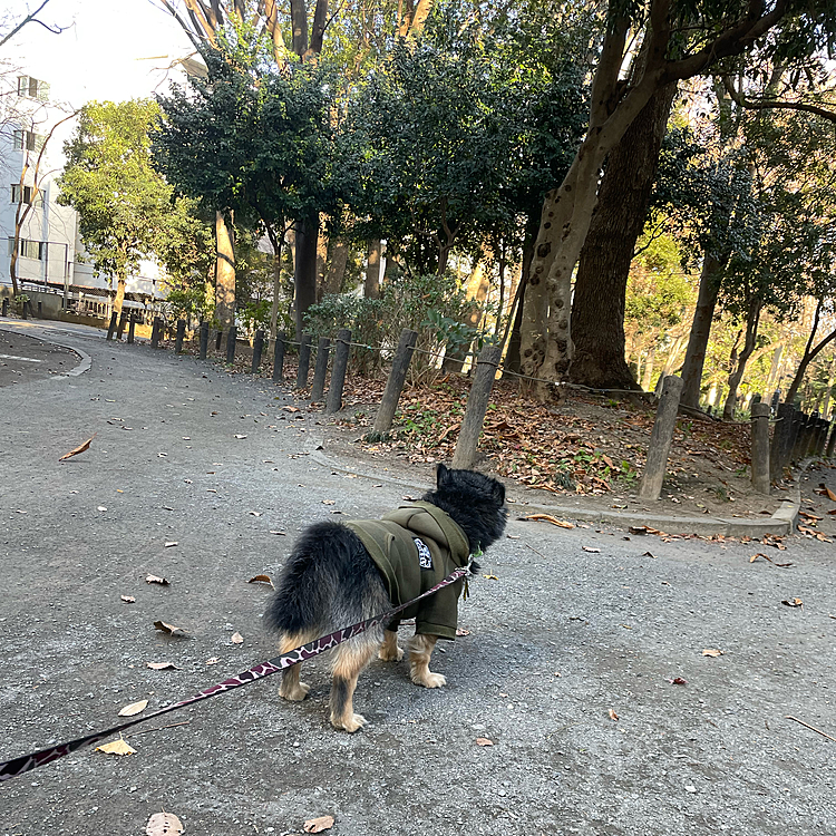 
愛犬愛猫いると、ついつい作りがちなスタンプ(*´▽｀*)
今年もいっぱい写真撮って
また第3弾つくりたいですね😊

みなさんはマイスタンプありますか？(*^^*)

🐾

