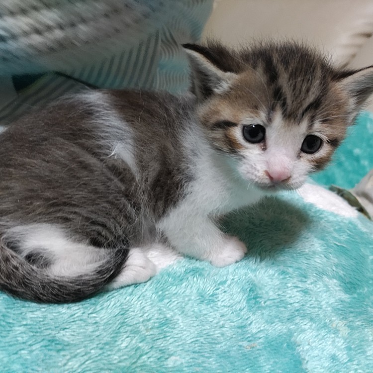 年末にやって来た新入り君