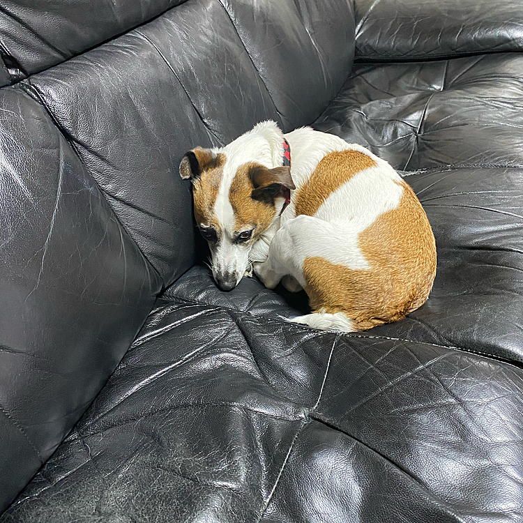 久しぶりの雨☔️で、お散歩に出れないタイガー🐯