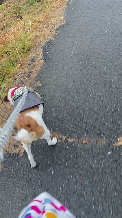 ママは、デビィ夫人の講演会行って、帰ってきたら、お家のドックランに💩出てたけど、散歩に‼️